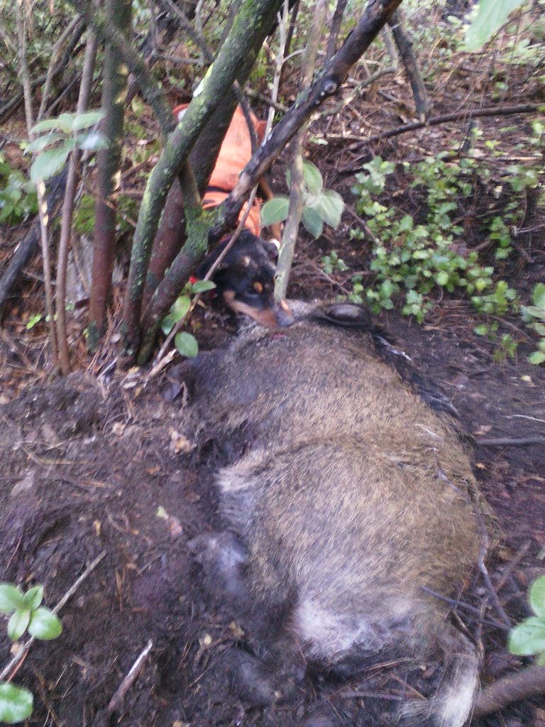 Chasse