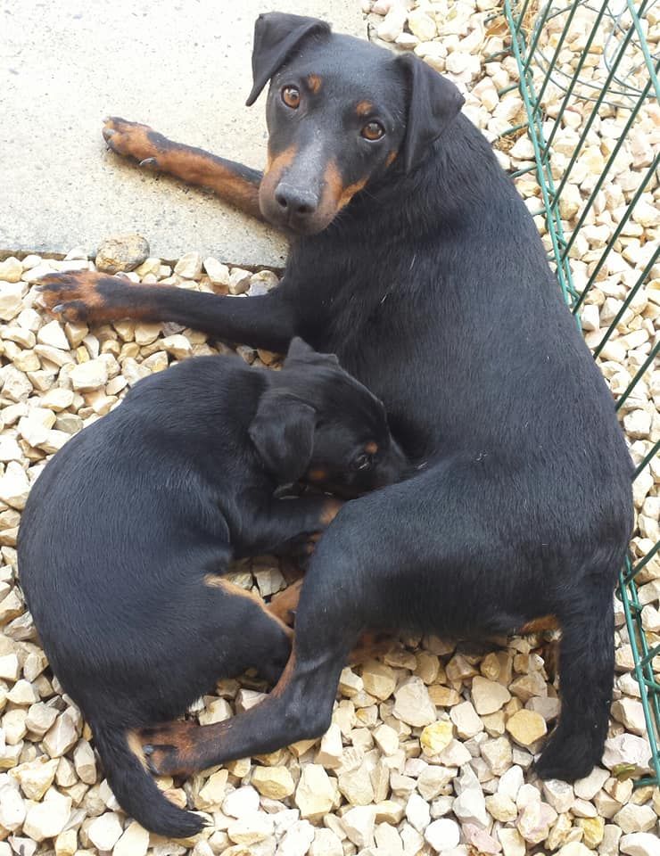 Portée 2020 (R) Ozzie x Damos