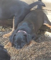 CHIOT